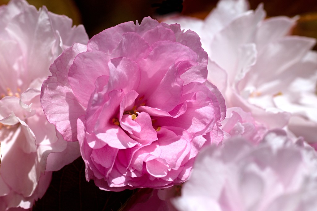 bloesem hdr voorjaar lente bloem bloemen flora fruitbomen betuwe kersenbloesem japan sakura fruit fruitbomen